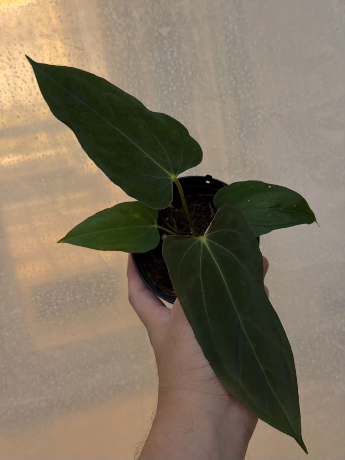 Anthurium (Portilae NSE x FS) x RL Self
