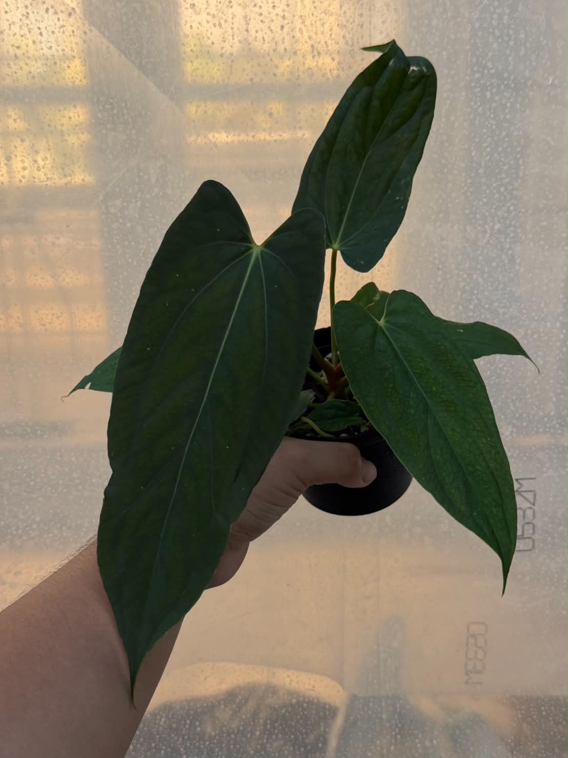 Anthurium (Portilae NSE x FS) x RL Self