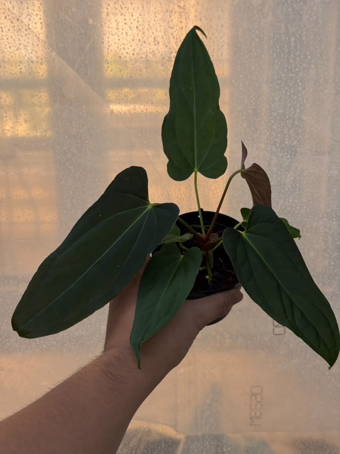 Anthurium (Portilae NSE x FS) x RL Self