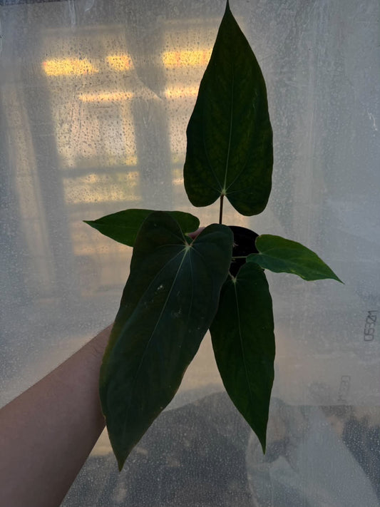 Anthurium RL Self x BVEP Tezula