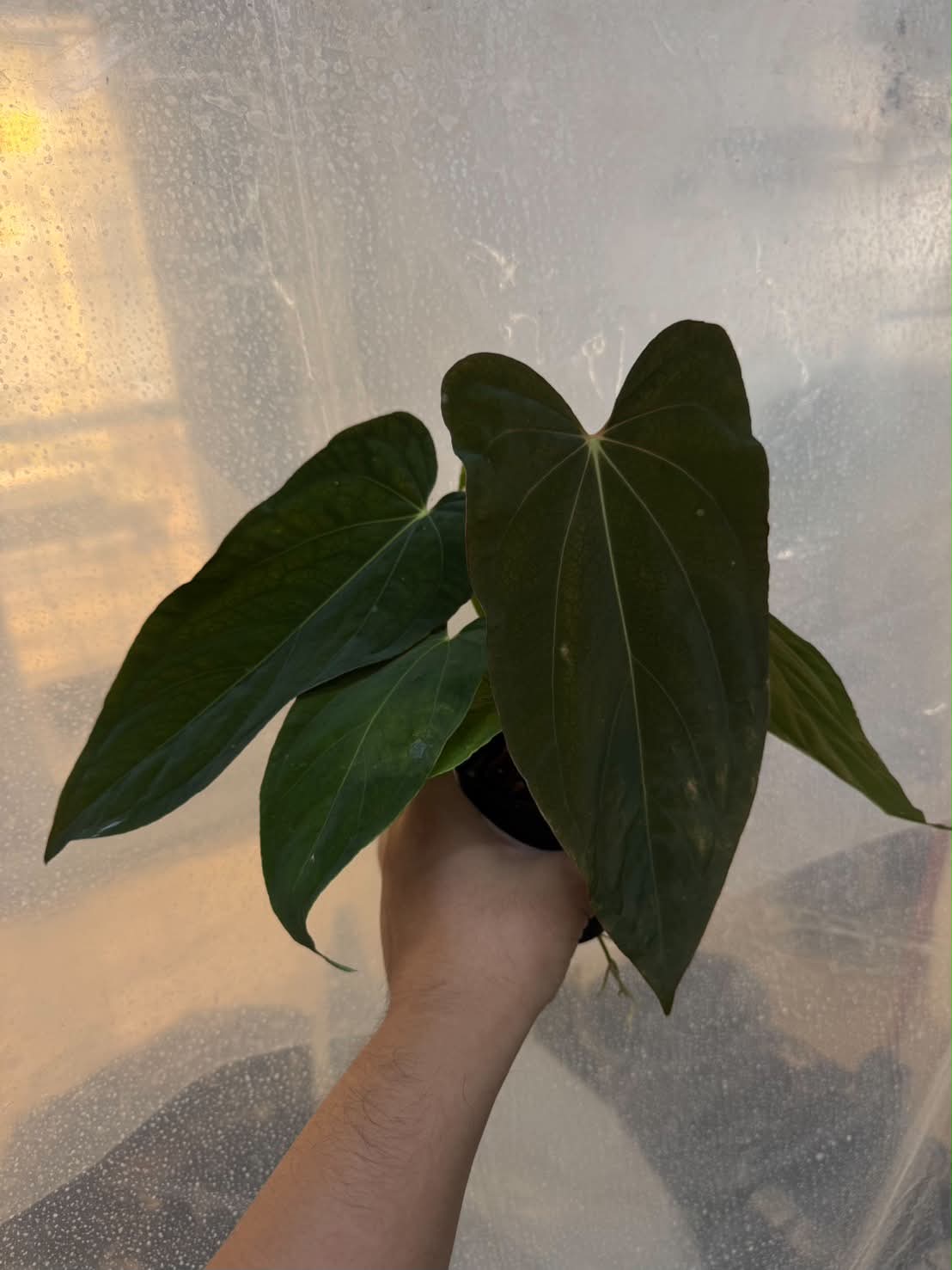 Anthurium RL Self x BVEP Tezula