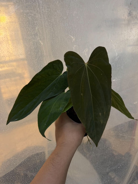 Anthurium RL Self x BVEP Tezula