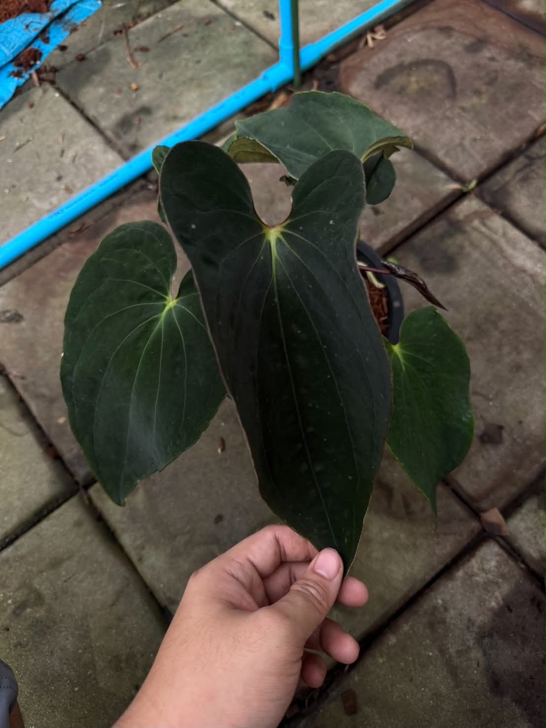 Anthurium Pap x BVEP Tezula (Mutation Leaf)