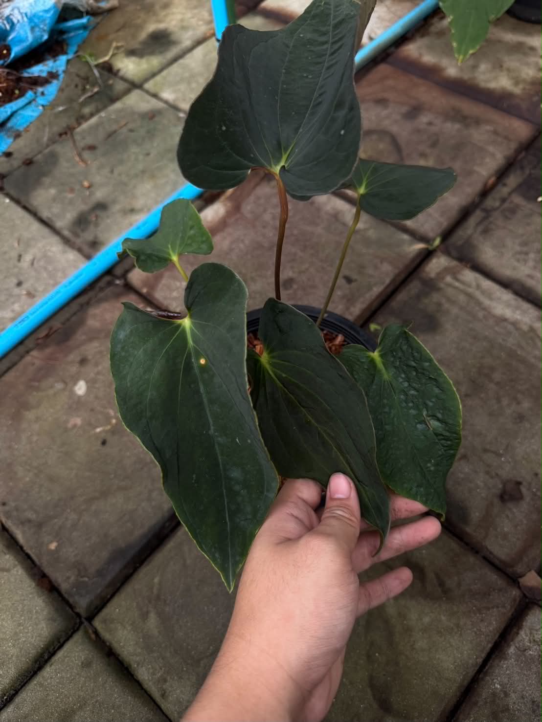 Anthurium Pap x BVEP Tezula (Mutation Leaf)