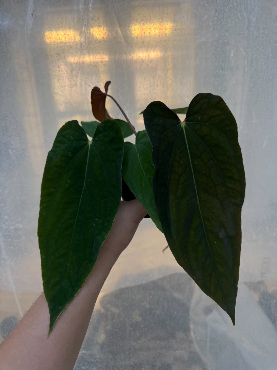 Anthurium RL Self x BVEP Tezula
