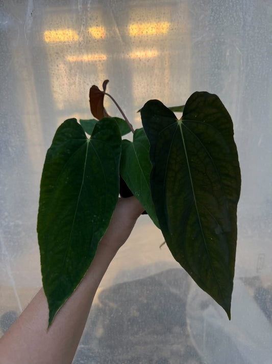 Anthurium RL Self x BVEP Tezula