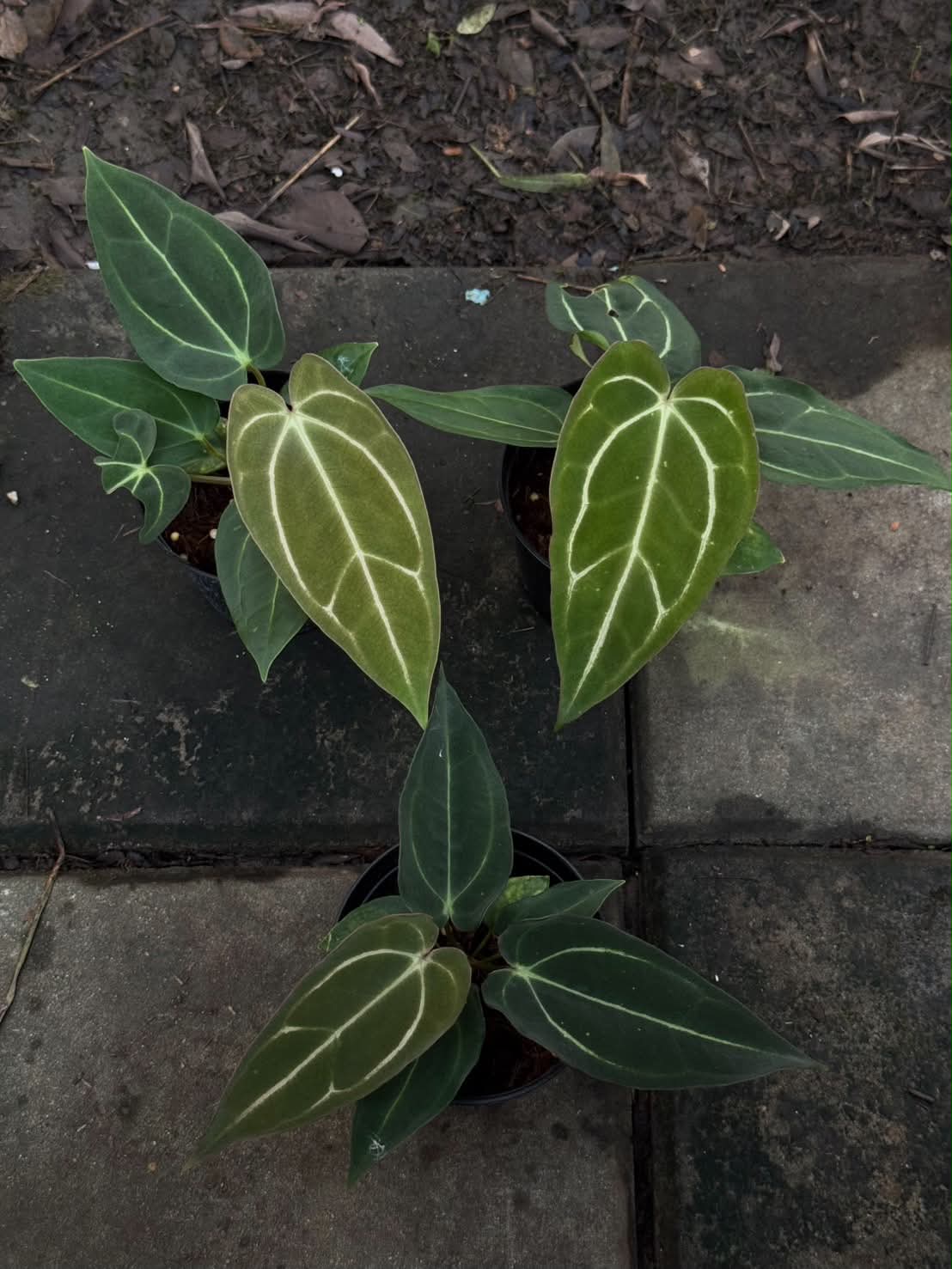 Anthurium Carla JS04 x Carla JS01
