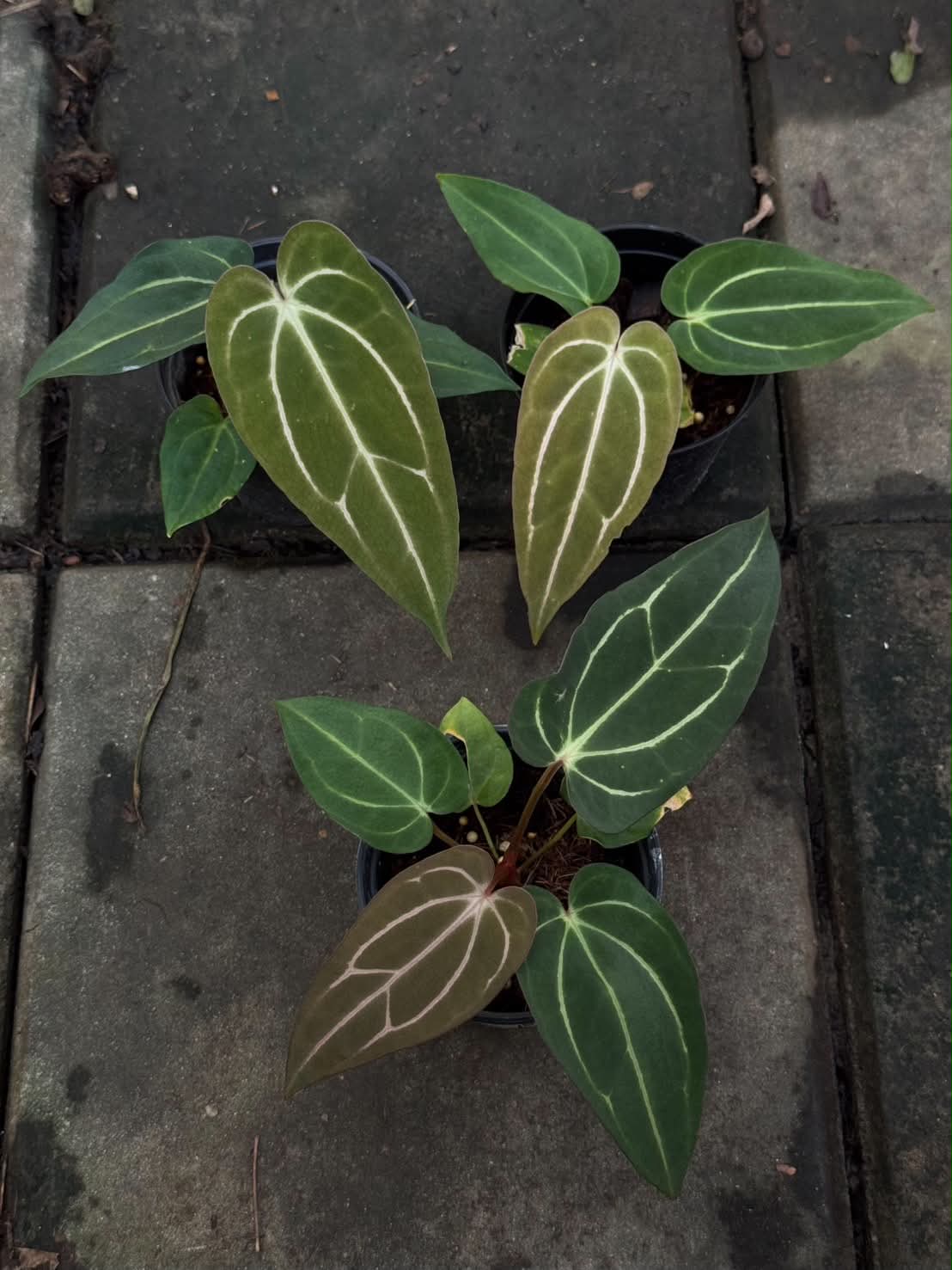 Anthurium Carla JS03 x Carla JS04
