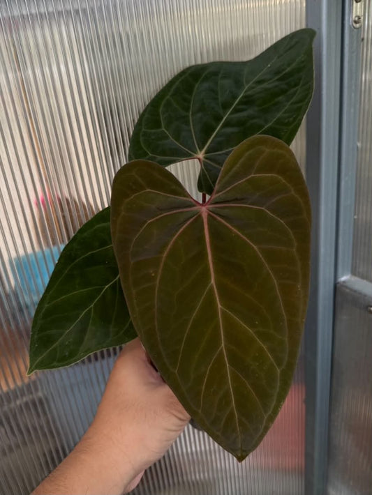 Anthurium Pap x RL