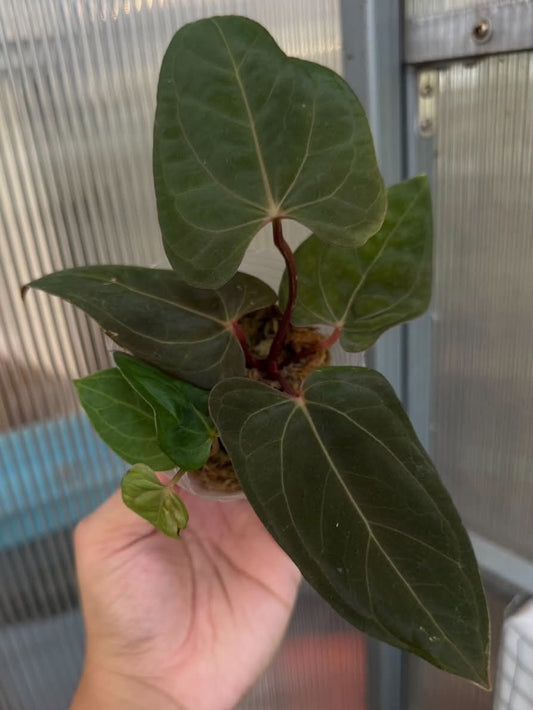 Anthurium Pap x RL