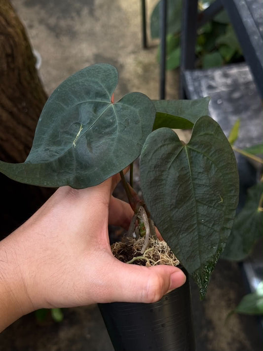 Anthurium AOS Tezula x Self