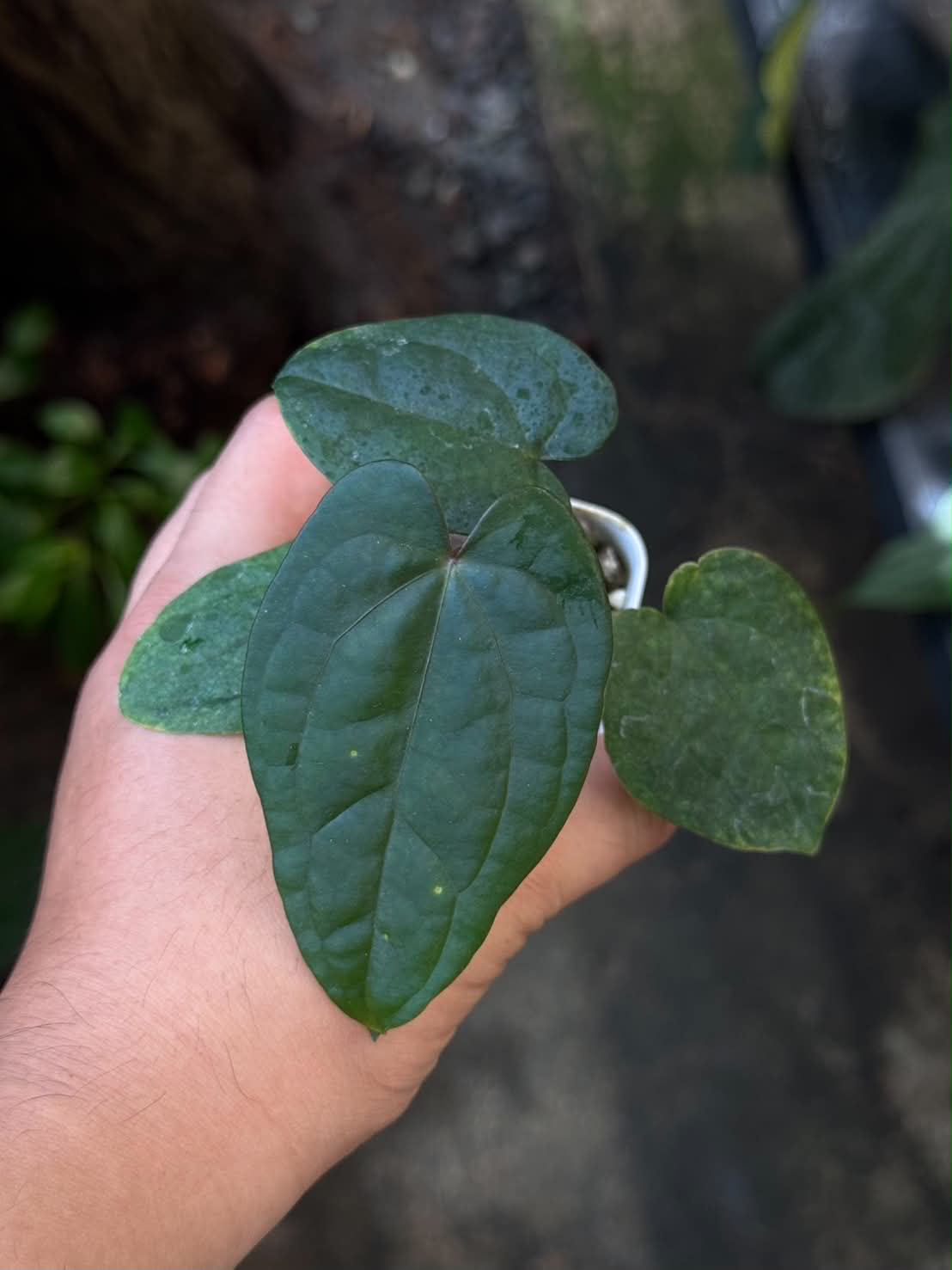 Anthurium AOS Tezula x Self
