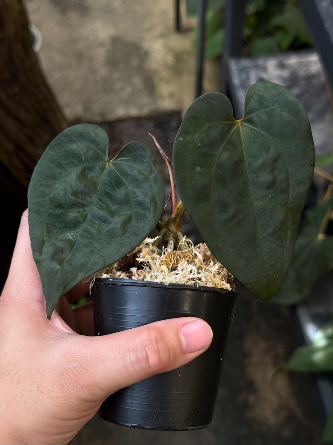 Anthurium AOS Tezula x Self