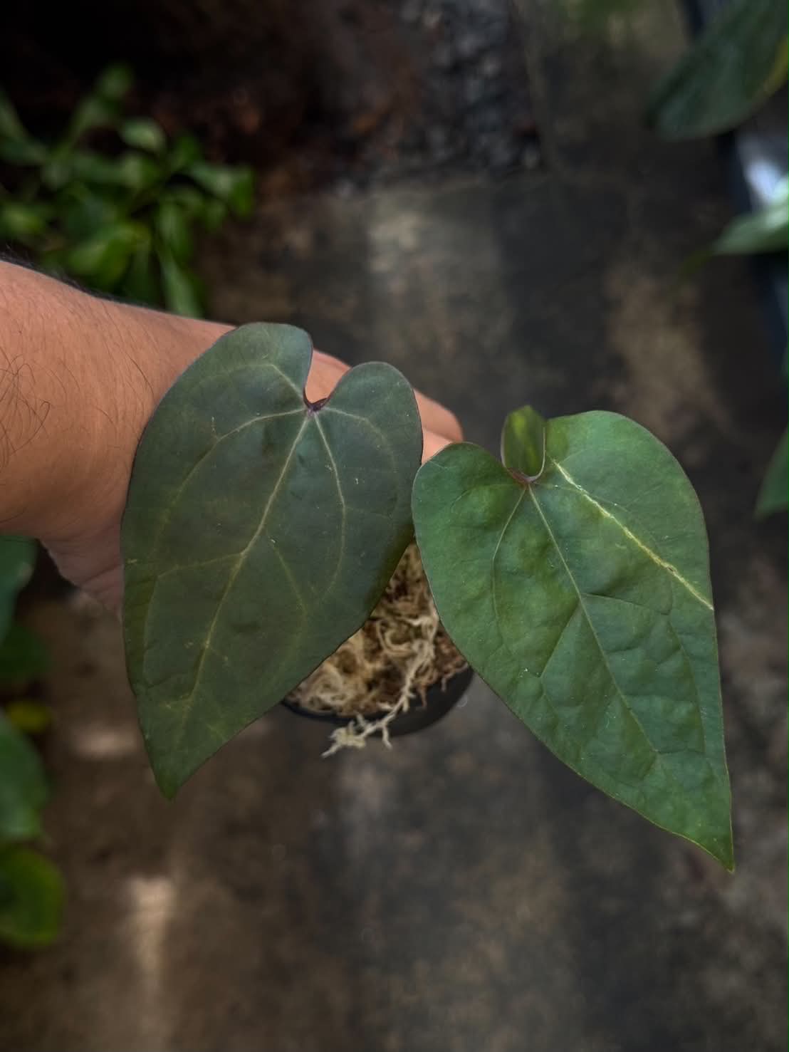 Anthurium AOS Tezula x Self