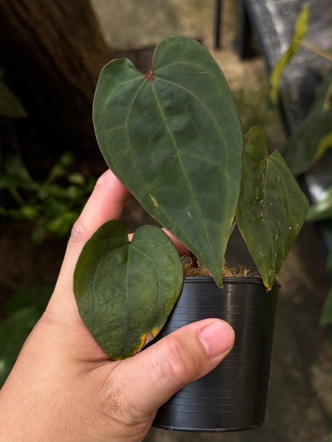 Anthurium AOS Tezula x Self
