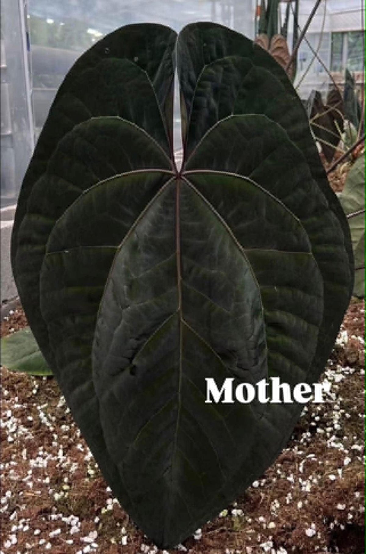 Anthurium AOS Tezula x Self