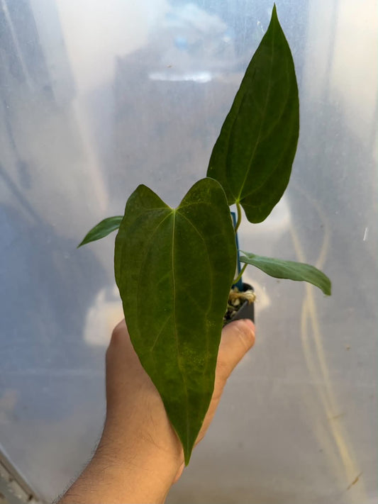 Anthurium Fort Sherman x Self