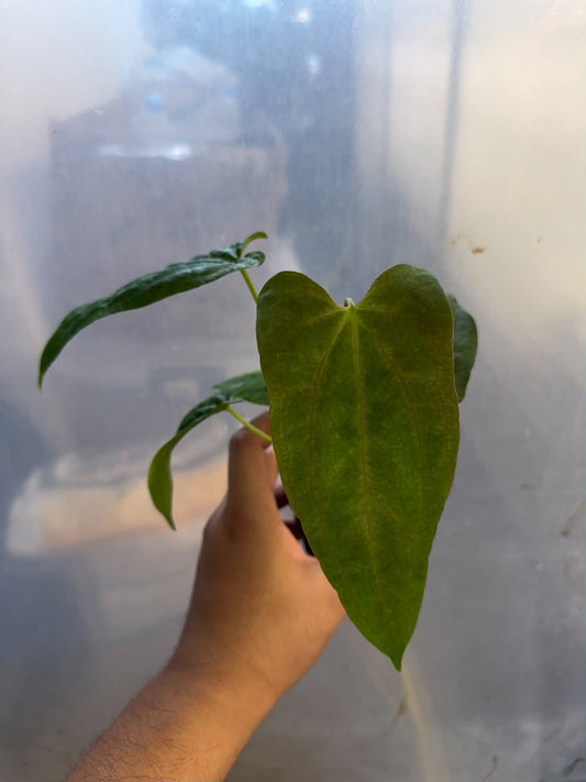 Anthurium Fort Sherman x Self