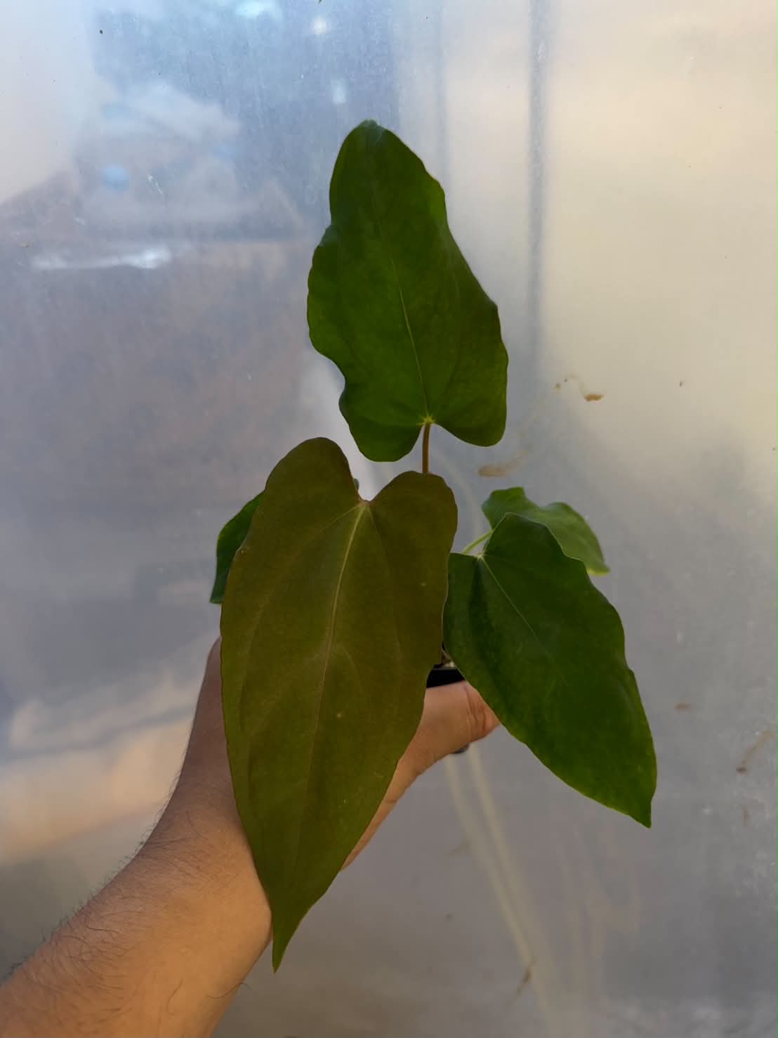 Anthurium BVEP Scott x RL Self