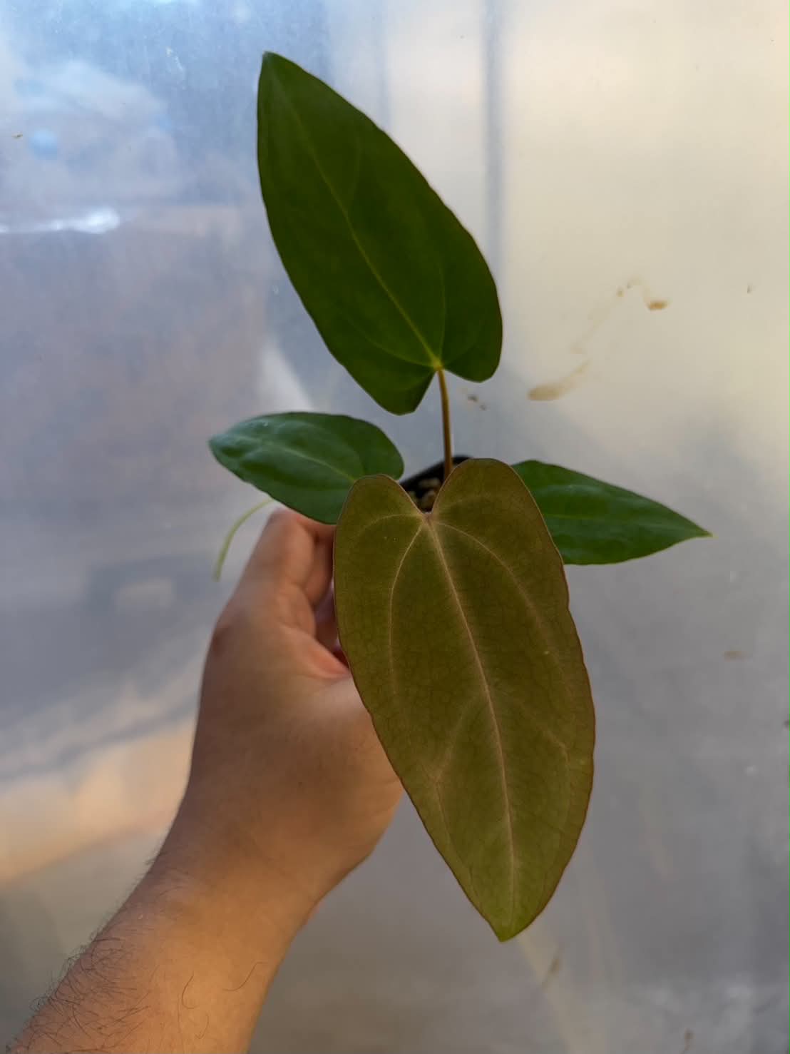 Anthurium BVEP Scott x RL Self