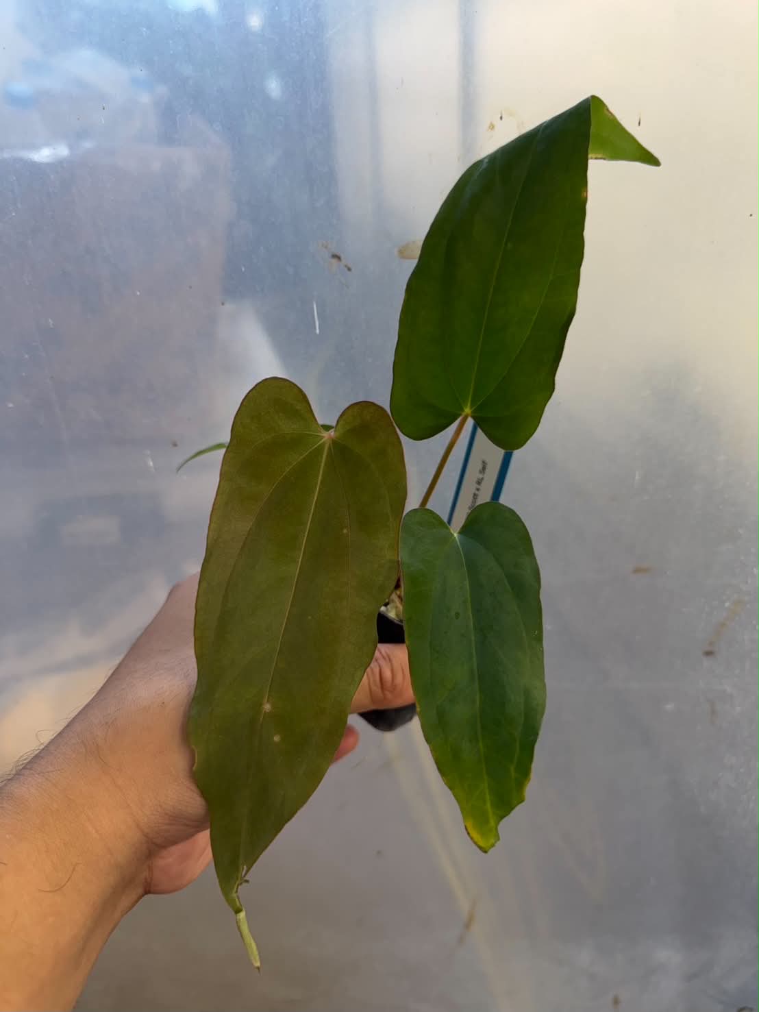 Anthurium BVEP Scott x RL Self