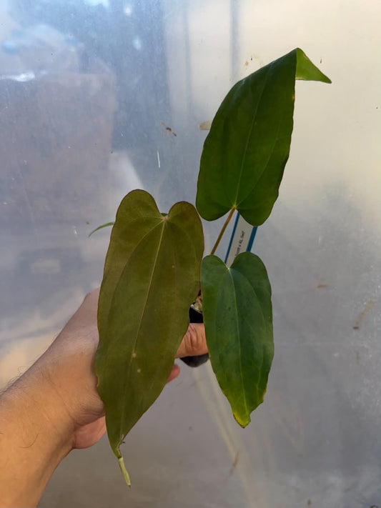 Anthurium BVEP Scott x RL Self