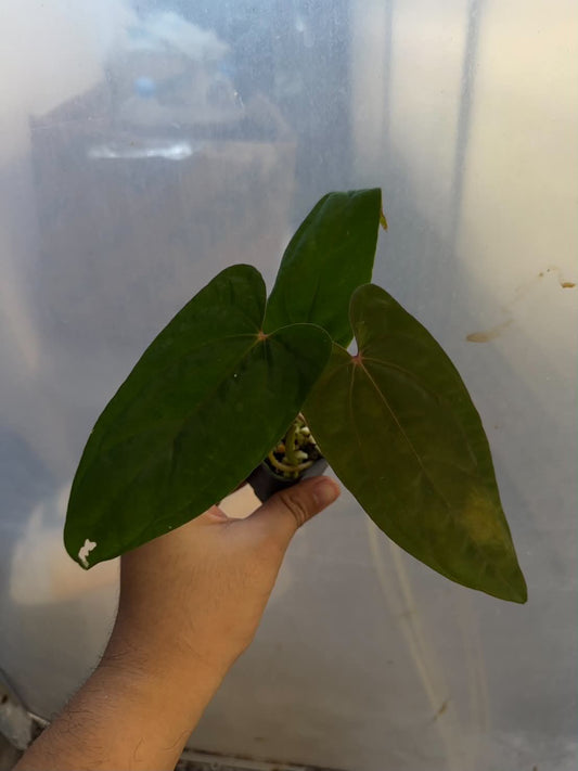 Anthurium AOS SKG x RVDP
