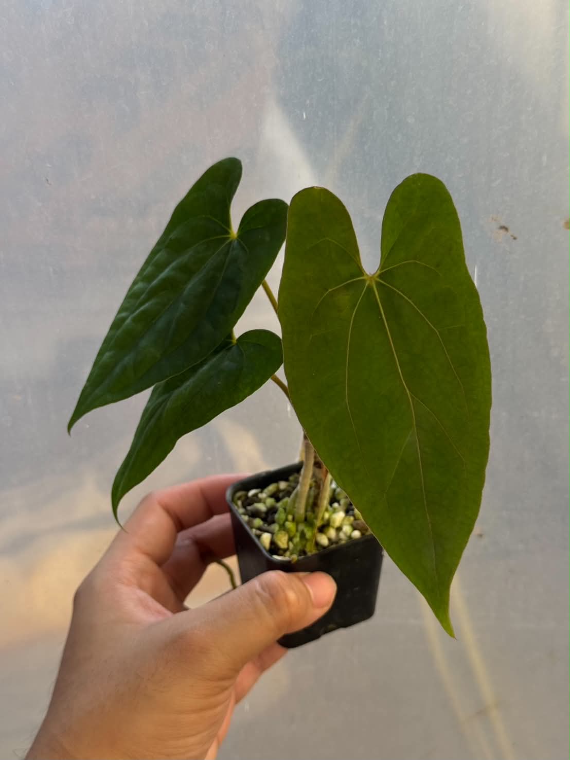 Anthurium RVDP x RLFS