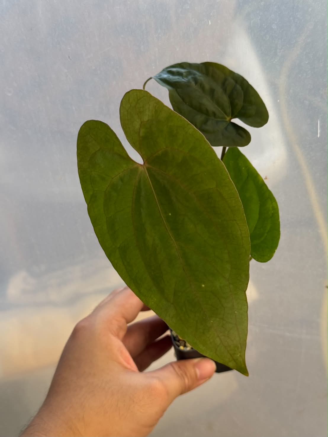 Anthurium RVDP x RLFS