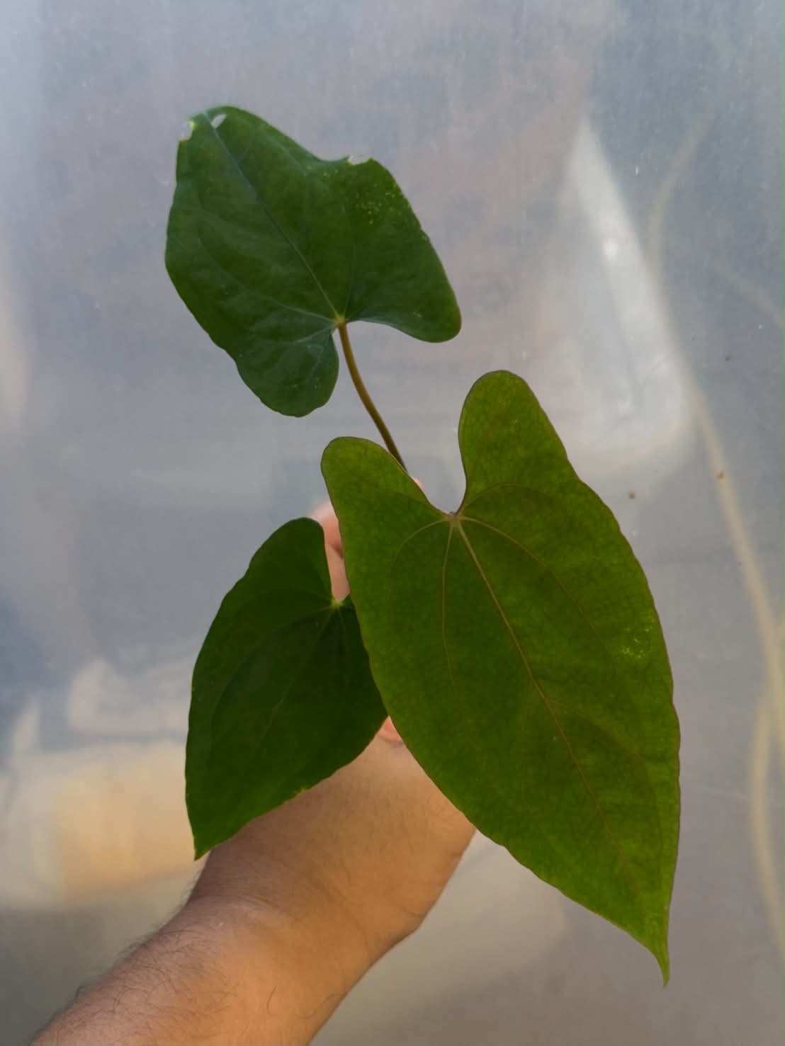 Anthurium RVDP x RLFS