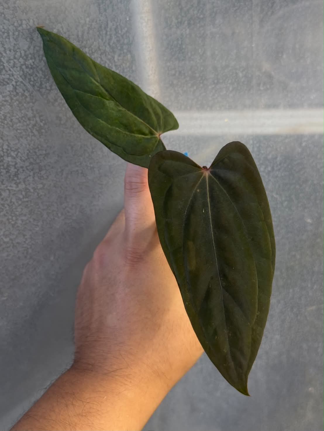 Anthurium RVDP x BVEP Tezula