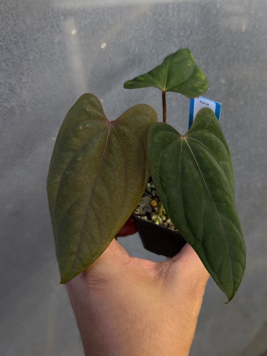 Anthurium RVDP x BVEP Tezula