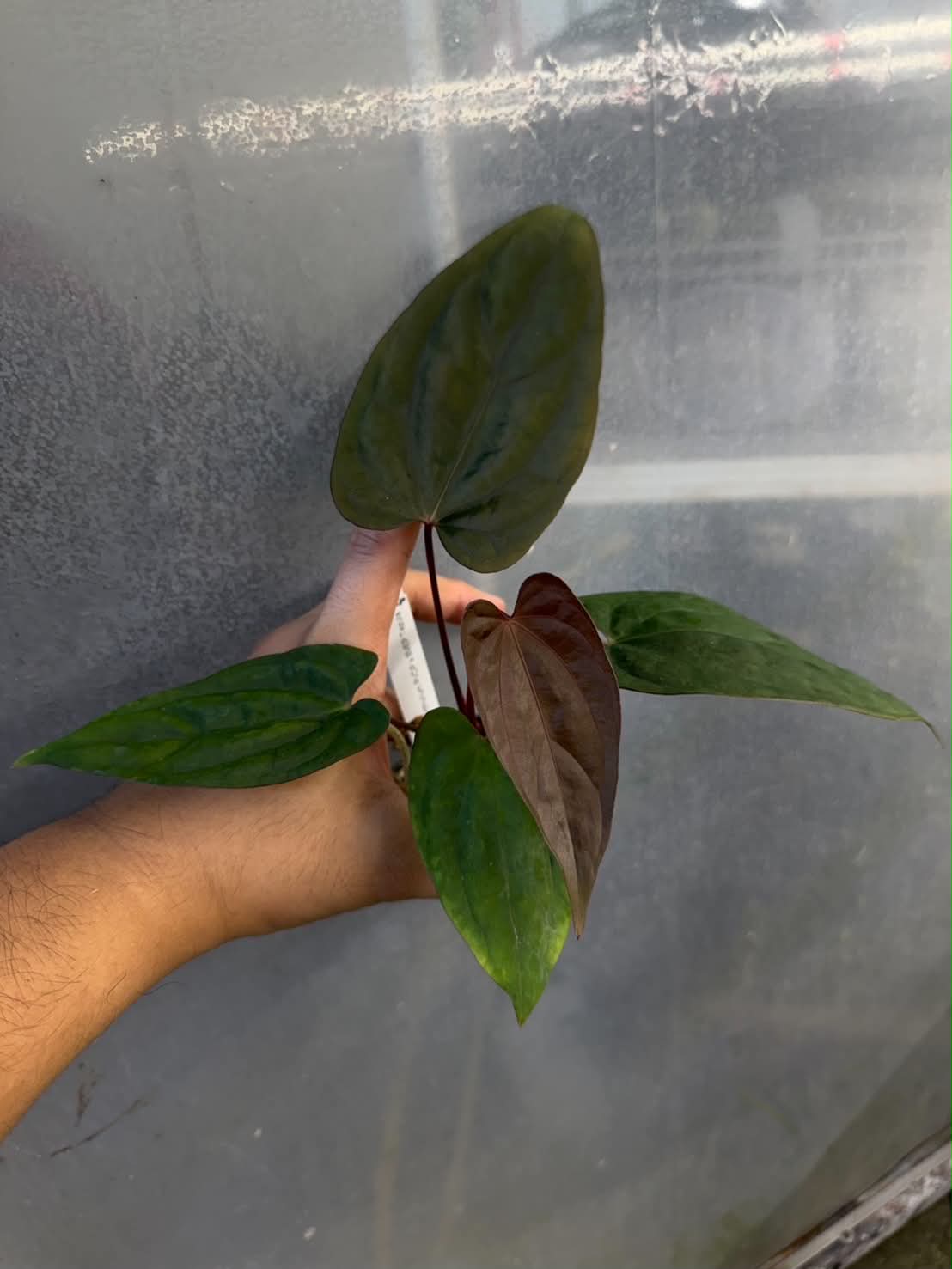 Anthurium RVDP x BVEP Tezula