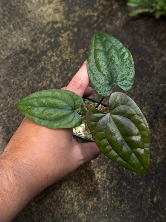 Anthurium RVDP x Luxurians