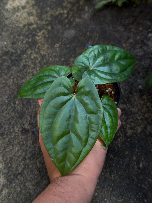 Anthurium RVDP x Luxurians