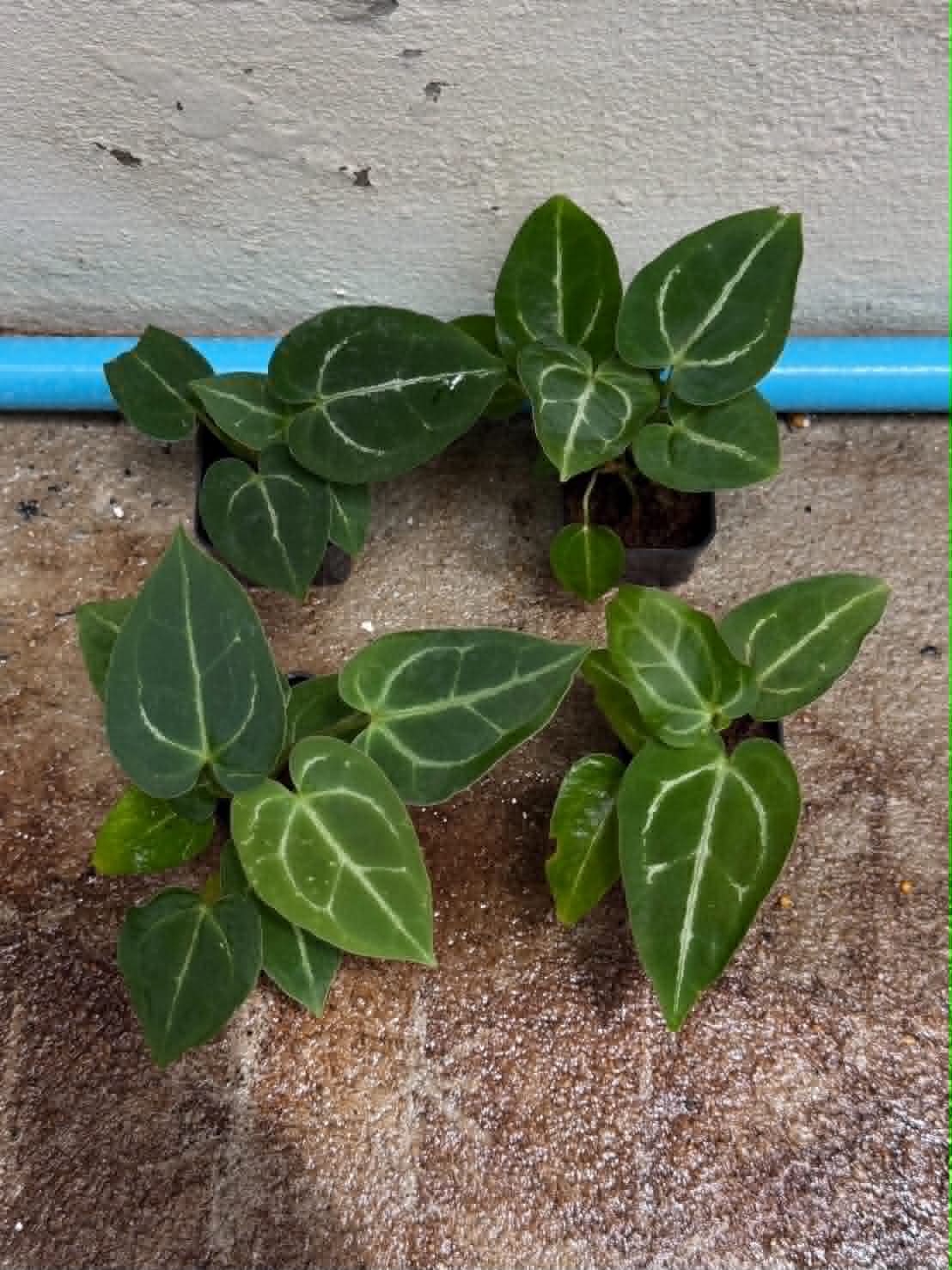Anthurium (Pap var. x Queen) x (Red Velvet Cake x Zara)