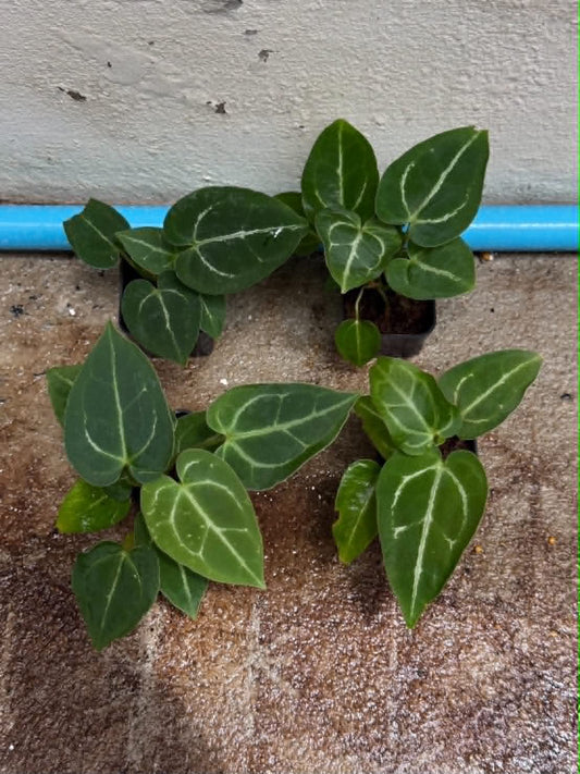 Anthurium (Pap var. x Queen) x (Red Velvet Cake x Zara)