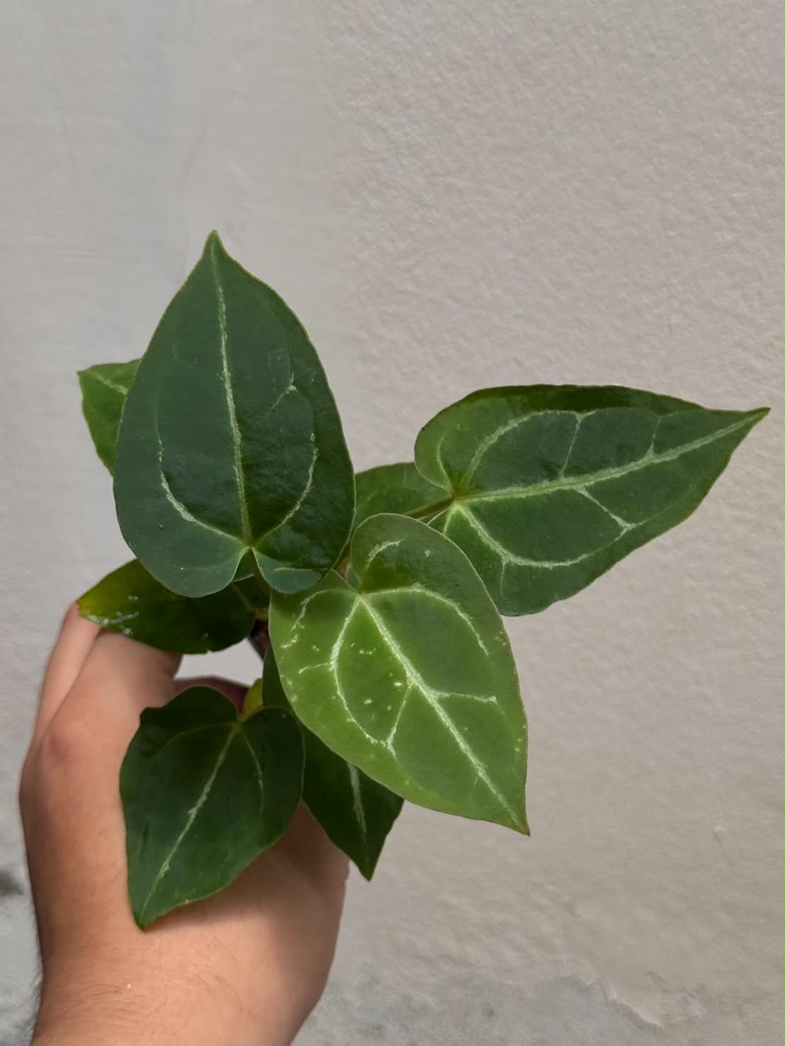Anthurium (Pap var. x Queen) x (Red Velvet Cake x Zara)