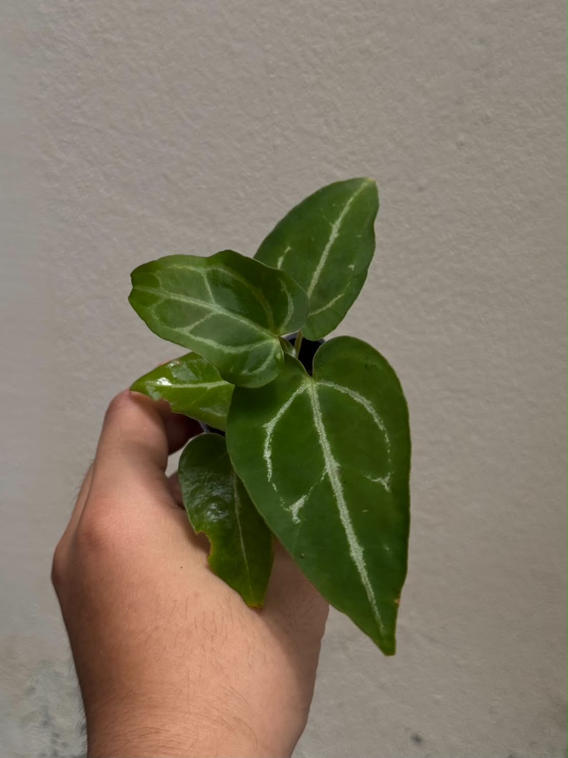 Anthurium (Pap var. x Queen) x (Red Velvet Cake x Zara)