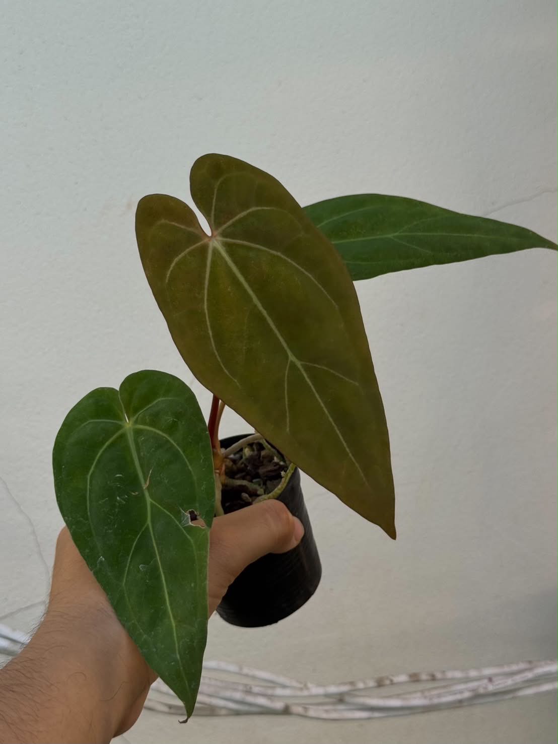 Anthurium Fort Sherman x RVDP