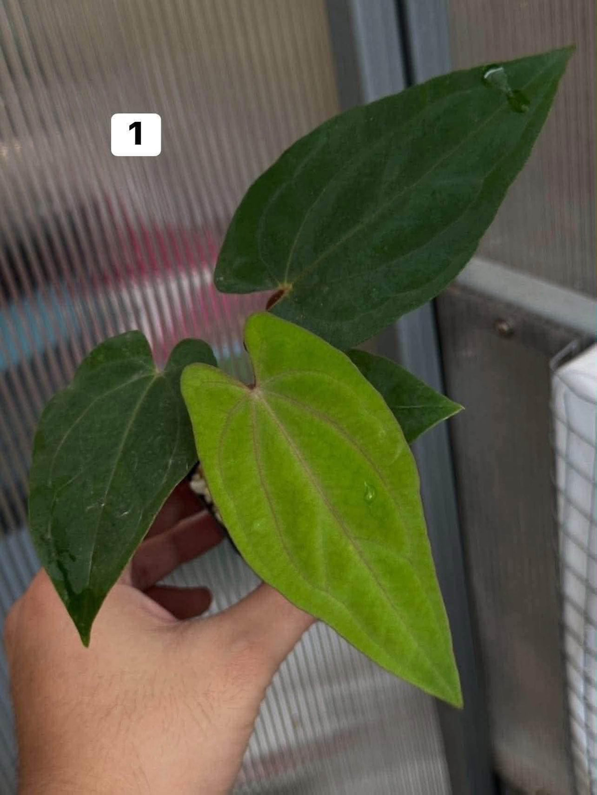 Anthurium (Ree Pap x Eastern Dress) x RVDP
