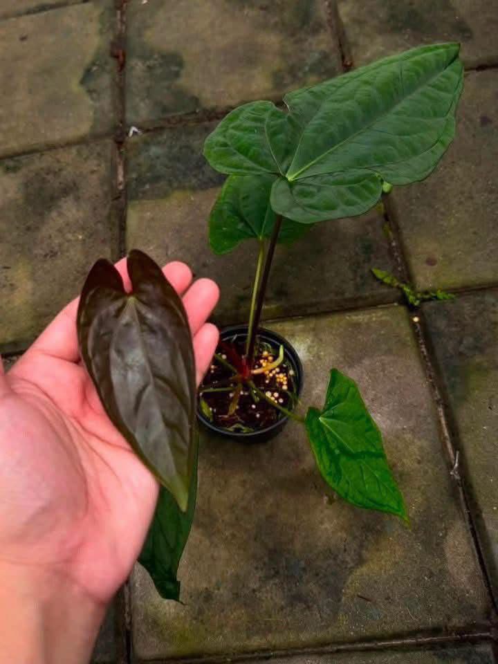 Anthurium (Ree Pap x Eastern Dress) x RVDP
