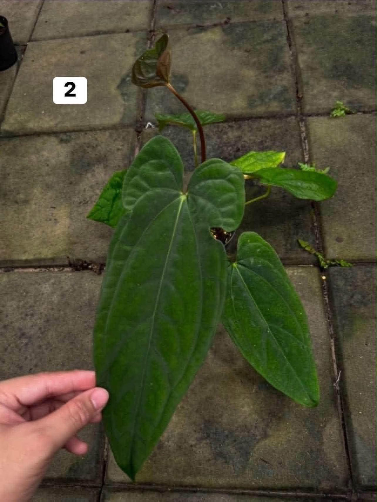 Anthurium (Ree Pap x Eastern Dress) x RVDP