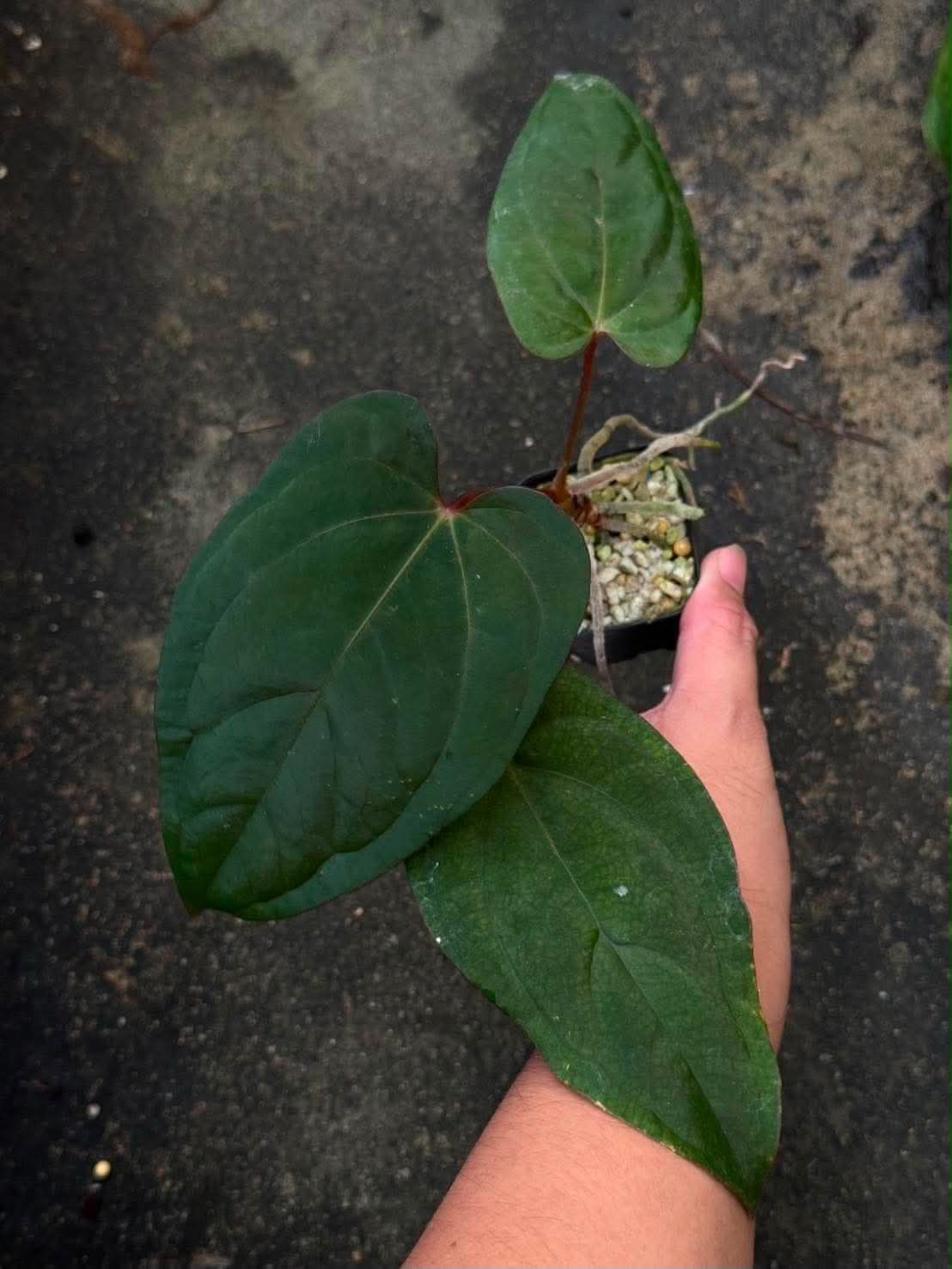 Anthurium Subsignatum x BVEP Tezula