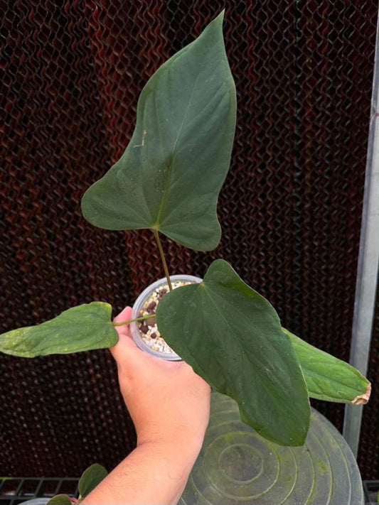 Anthurium Portilae NSE x FS x RL Self