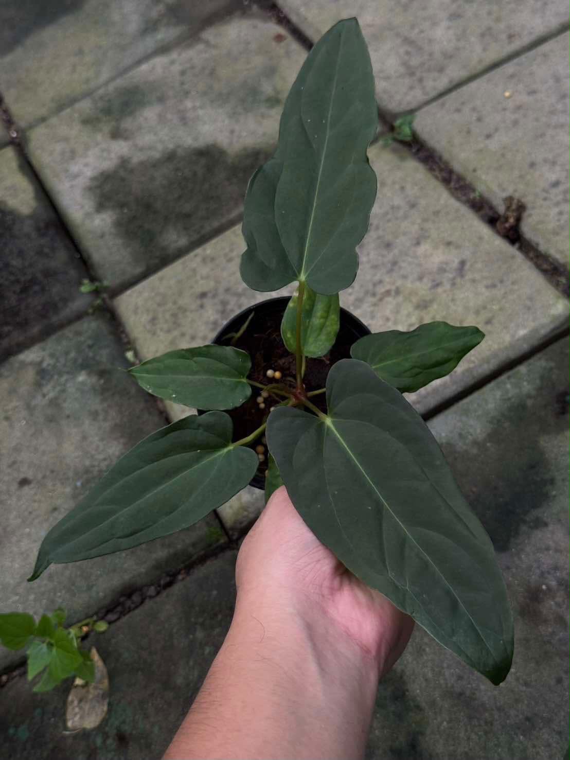 Anthurium SKG Pink Lemonade x Self