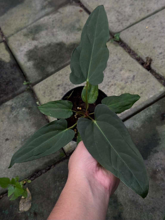 Anthurium SKG Pink Lemonade x Self