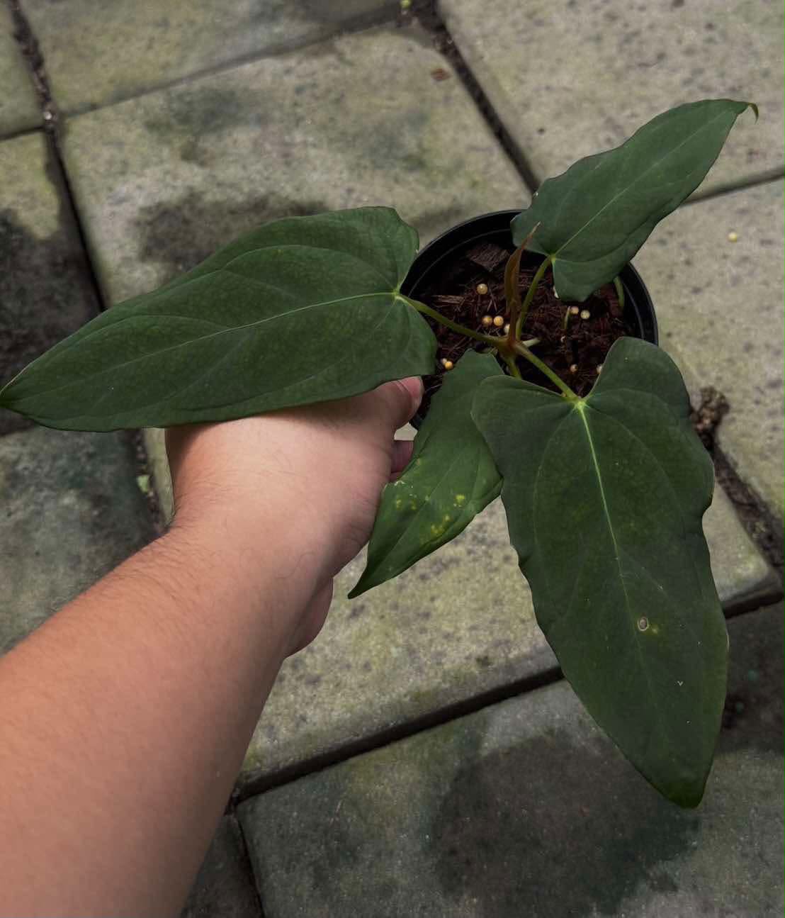 Anthurium SKG Pink Lemonade x Self