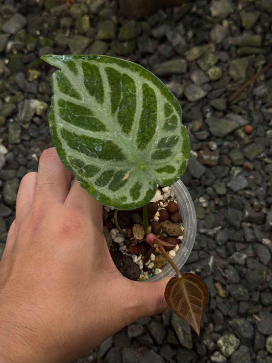 Anthurium Queen of Hearts