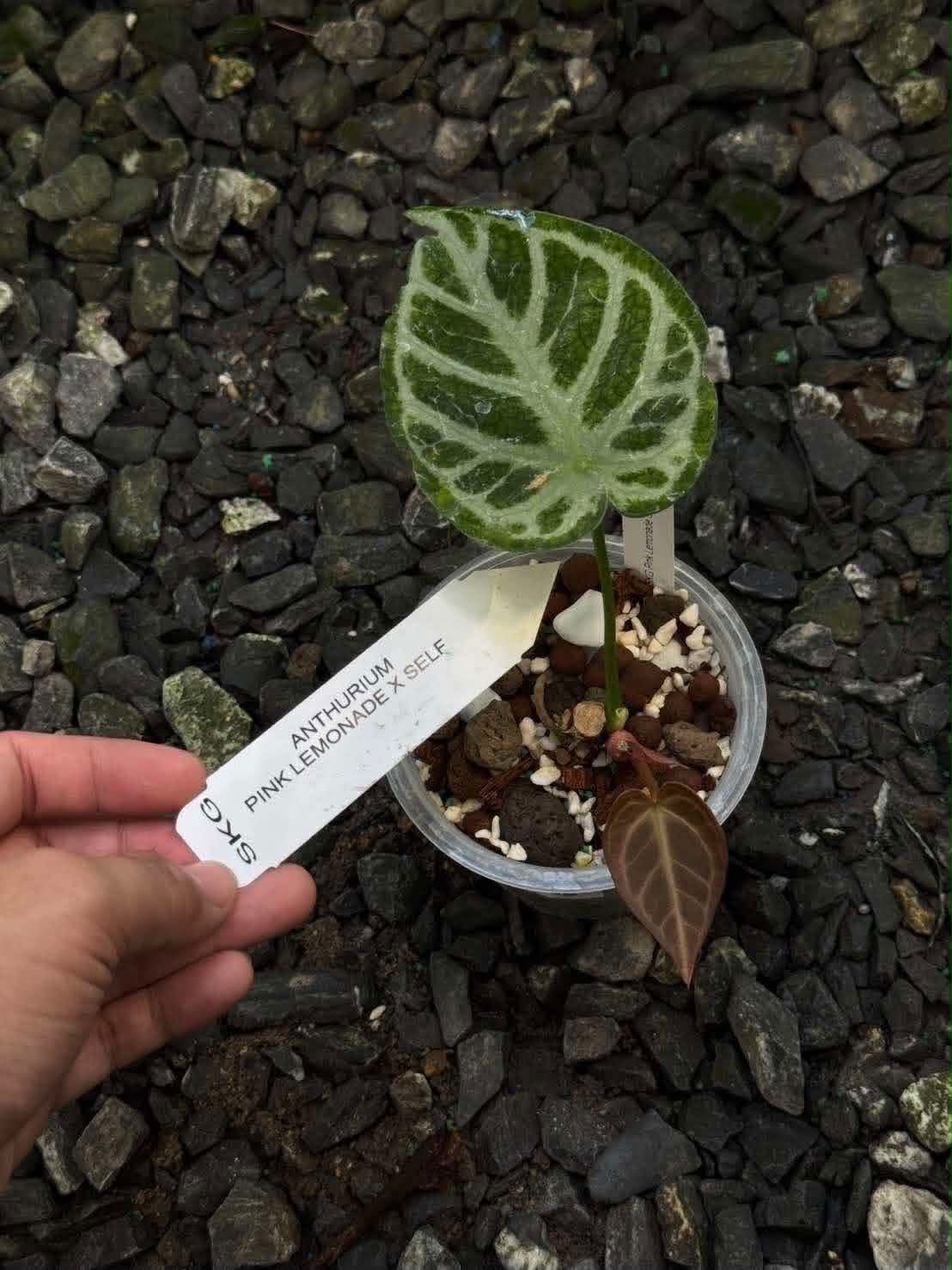 Anthurium Queen of Hearts